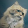 Cautiously Pessimistic's profile picture