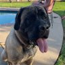 nikoli's profile picture