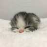 sleepy cat 💚💛 的头像