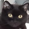 Фото профиля Garatheminipanther