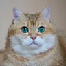 شيك اوت's profile picture