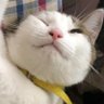 おかん C6H12O6foo's profile picture