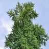 Profilbild von Ginkgo