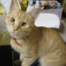 ねこねこねこね's profile picture