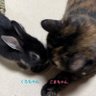 ごまちゃんとくろちゃん(うちの🐱🐇) profil fotoğrafı
