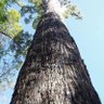 Profilbild von Bigtree