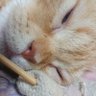 羊男の毛's profile picture