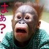 伊那端 的头像