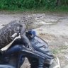 Gator In Sunglasses 的头像