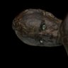 Obsidian_Rose's profile picture