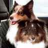 白いワンコ*🐶 的头像