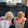 荒井明美's profile picture