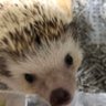 poppo2 的头像