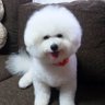 ちゃーさん's profile picture