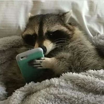 raccoons's profile picture