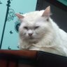 Mustafa's profile picture