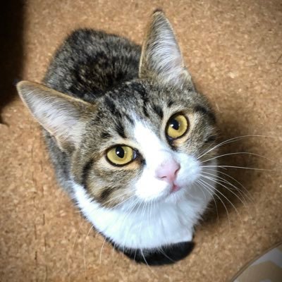 hawk13's profile picture