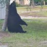 Фото профиля Brad the bear
