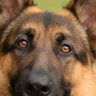 shepherd profil fotoğrafı
