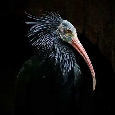Günaydın Birecik's profile picture
