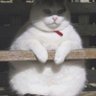 ワコー@エスの人's profile picture