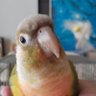 椎名のりこ profil fotoğrafı
