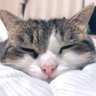 Profilbild von cat3rd