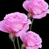محمدیاسین's profile picture