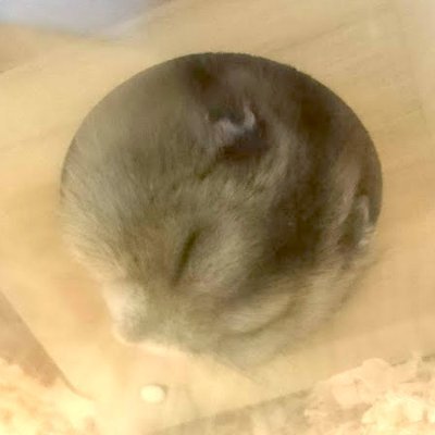 Urushibara🐹's profile picture