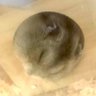 Urushibara🐹 的头像