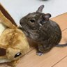 Фото профиля あすままま