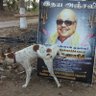மாஷா பன்னியின்செல்வி profil fotoğrafı