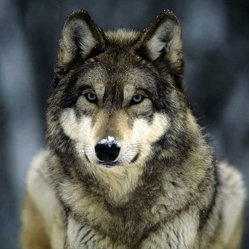 Lobo vigilante's profile picture