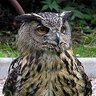 Istvan_The_Uhu🪶 profil fotoğrafı