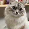 シェリー姫と主。 profil fotoğrafı