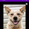 RockyTheRescue's profile picture