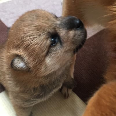 るびん🐾ぷーたん🐾茶々姫🐾ぷーこ🐾小雪🐾夢来's profile picture