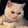 kv_0613's profile picture