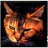 猫先生 的头像