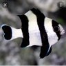 Dennis Zerbato's profile picture