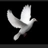 chopchopchick's profile picture