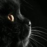 Forenoon profil fotoğrafı