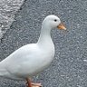 Фото профиля まめまめつーぶ
