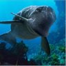 Walrus Whale's profile picture