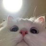 Bluberreye's profile picture