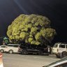 phela profil fotoğrafı