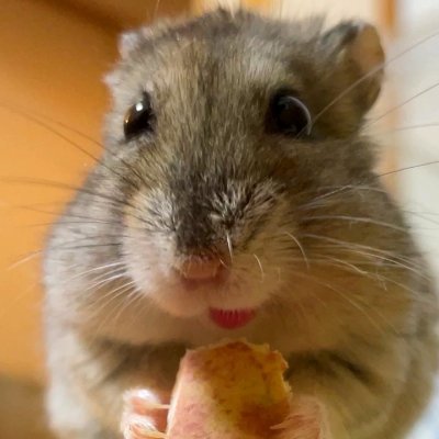 ハムオの部屋's profile picture