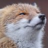 Profilbild von kusogaki