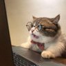 apatuh?'s profile picture