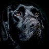 Фото профиля Key West The Dog